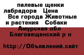 палевые щенки лабрадора › Цена ­ 30 000 - Все города Животные и растения » Собаки   . Амурская обл.,Благовещенский р-н